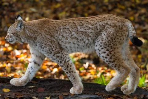 Lynx in the forest Stock Photos
