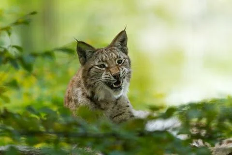 Lynx in the forest Stock Photos