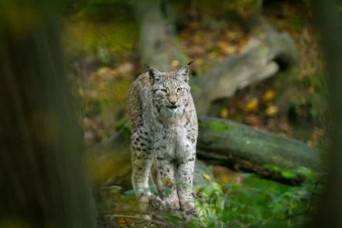 Lynx in the forest Stock Photos