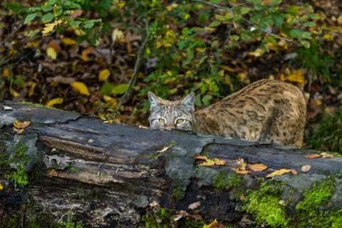 Lynx in the forest Stock Photos