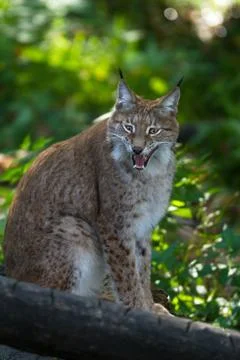 Lynx in the forest Foto stock