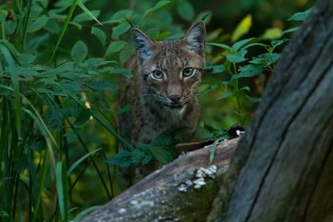 Lynx in the forest Stock Photos