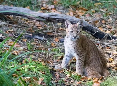 Lynx in the forest Foto stock