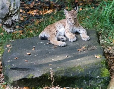 Lynx in the forest Foto stock