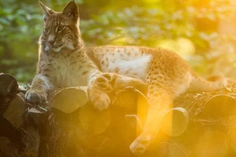 Lynx in the forest Foto stock