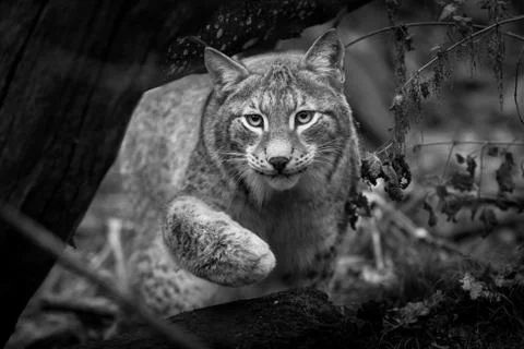 Lynx in the forest Stock Photos