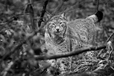 Lynx in the forest Stock Photos