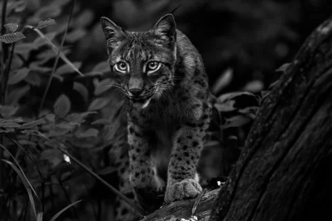 Lynx in the forest Stock Photos