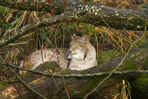Lynx in the forest Foto stock