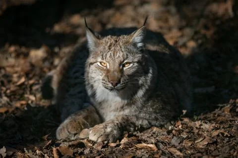 Lynx in the forest Stock Photos