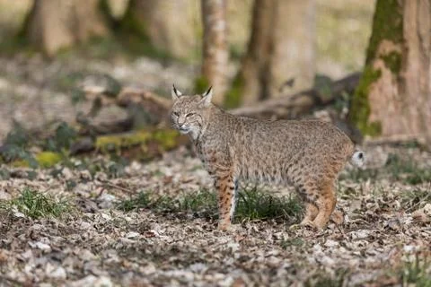 Lynx in the forest Stock Photos