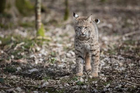 Lynx in the forest Stock Photos