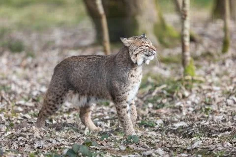 Lynx in the forest Foto stock