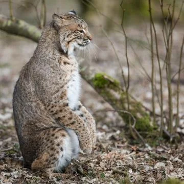Lynx in the forest Stock Photos