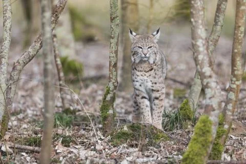 Lynx in the forest Stock Photos
