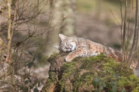 Lynx in the forest Stock Photos