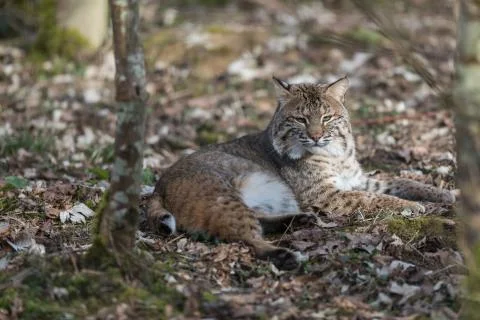 Lynx in the forest Stock Photos