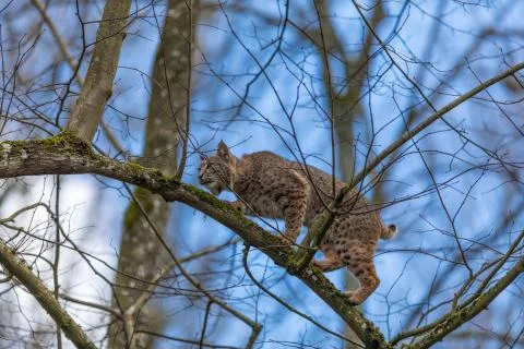 Lynx in the forest Foto stock