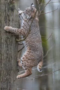 Lynx in the forest Stock Photos