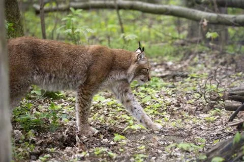 Lynx in the forest Stock Photos