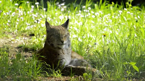 Lynx in the grass Stock Footage