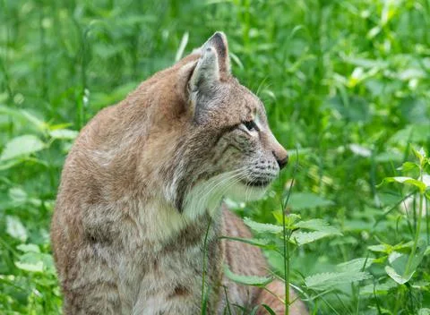 Lynx in the grass Foto stock