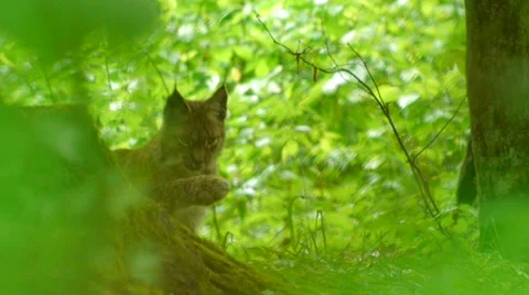 Lynx grooming and looking at camera in green forest Video stock 42512998