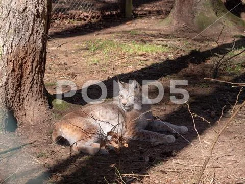 Lynx on the ground Stock Photos