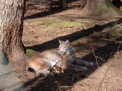 Lynx on the ground Stock Photos