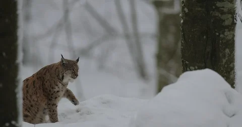 Lynx hidden behind the tree. Stock Footage 85885239