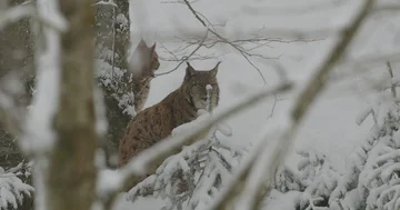 Lynx hidden in snowy forest. Stock Footage 85885108