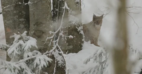 Lynx hidden in snowy forest. Stock Footage 85885179