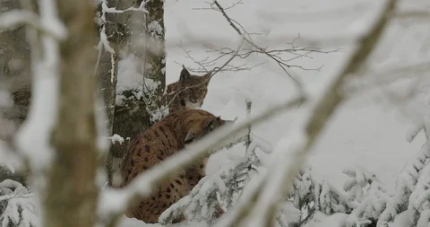 Lynx hidden in snowy forest. Stock Footage 85885618