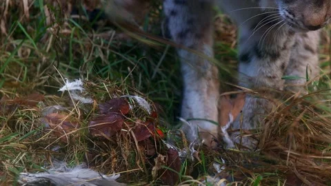 A lynx hides its prey in the forest 4k 30fps video 스톡 동영상 297288699