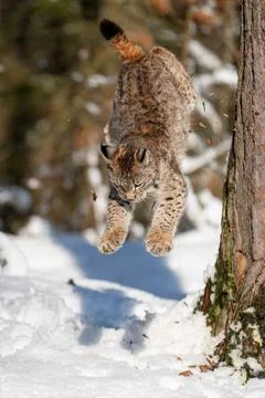 Lynx jumping down from the tree trunk in the winter forest to the snow bellow. 库存照片