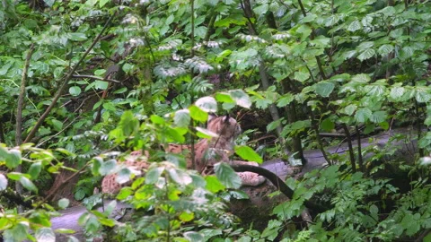 Lynx Linx in an old deciduous forest. Hazelnuts. European nature in summer. Video stock 233593707