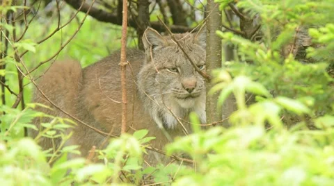 Lynx looking around Vidéo 64823938