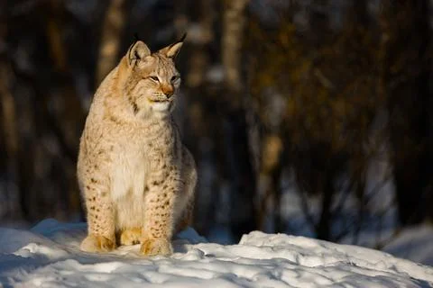 Lynx looking away while sitting on snow during sunny day Stock Photos