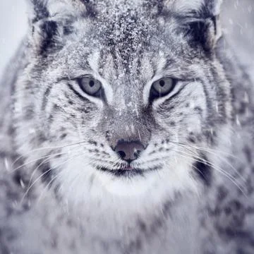 Lynx looking into camera Stock Photos