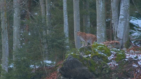 A lynx looking for its next prey in the Bavarian Forest 库存影片 127554023