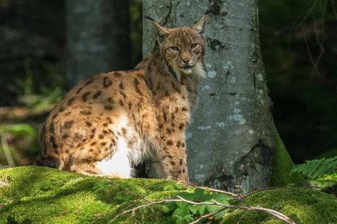 Lynx looks at camera Stock Photos