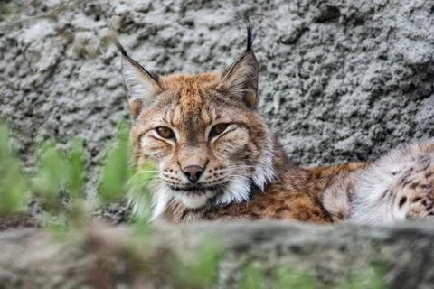 Lynx looks at the camera Stock Photos