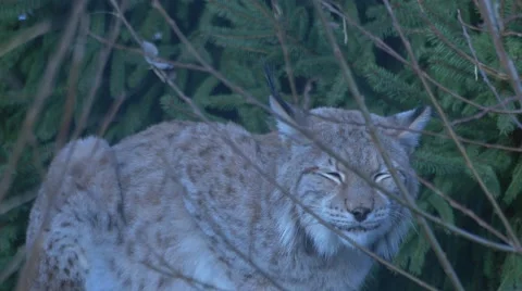 Lynx lurking among trees Stock Footage 43481673
