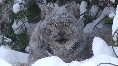 Lynx lying down in snow, eyes move as it looks around from under tree cover Stock Footage 242539051