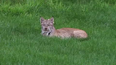 Lynx Lying on the Lawn Stock Footage 11686517