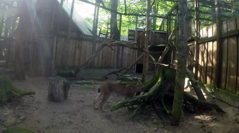 Lynx lynx jumping from a tree to another Stock Footage 53114193