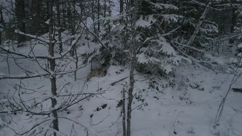 Lynx (Lynx lynx) Stock Footage 163524437