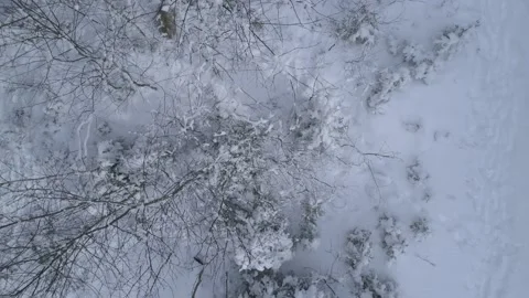 Lynx (Lynx lynx) Stock Footage 163524552