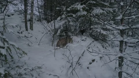 Lynx (Lynx lynx) Stock Footage 163524553