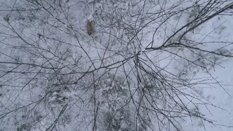 Lynx (Lynx lynx) Stock Footage 163524564